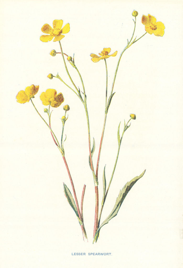 Lesser Spearwort. Wild Flowers by Frederick Edward Hulme c1895 old print